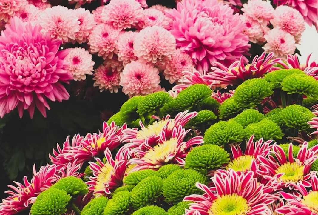 A sea of pink and green flowers.