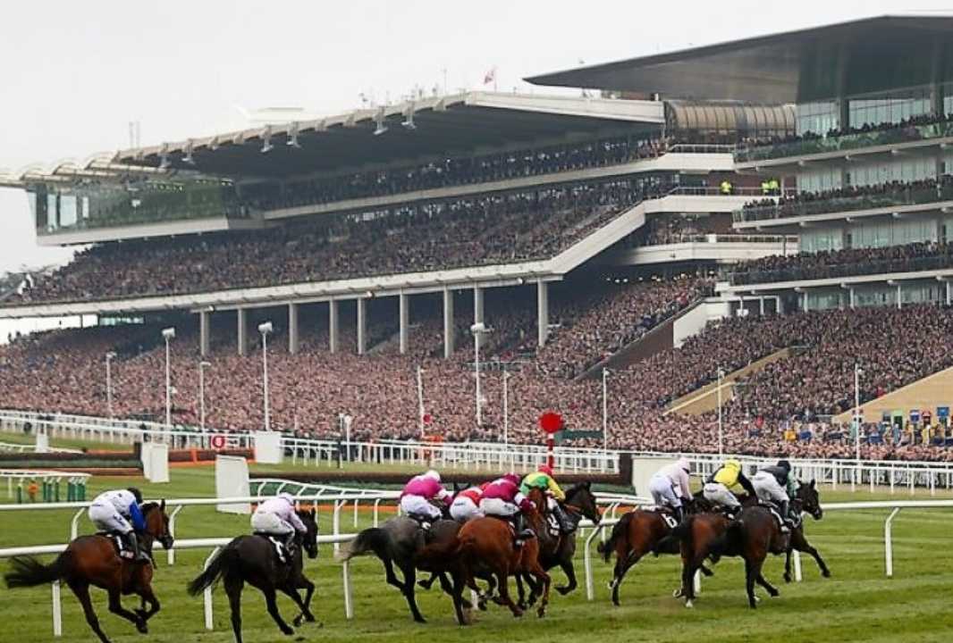 Horses racing in front of the stands at Cheltenham.